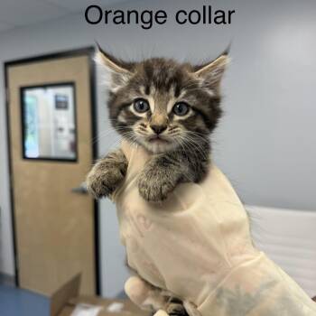 Porterhouse -  Domestic Short Hair Cat for Adoption in Watertown, New York - Porterhouse | PetCurious