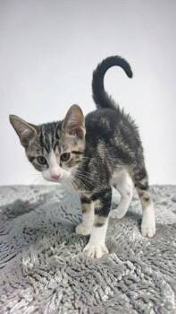 White Socks -  Domestic Short Hair Cat for Adoption in Sullivan, Indiana - White Socks | PetCurious