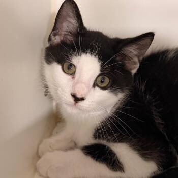 Apollo -  Domestic Short Hair Cat for Adoption in Gainesville, Florida - Apollo | PetCurious
