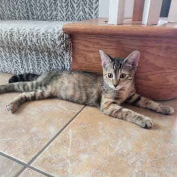 CaraBoo -  Domestic Short Hair Cat for Adoption in Allen, Texas - CaraBoo | PetCurious