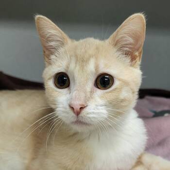 Alligator -  Domestic Short Hair Cat for Adoption in Grayslake, Illinois - Alligator | PetCurious