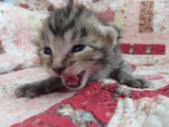 Tabby Cats Available for Adoption in Fruit Heights, Utah - Batty Koda | PetCurious