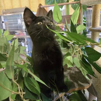 Nike -  Domestic Short Hair Cat for Adoption in Park Falls, Wisconsin - Nike | PetCurious