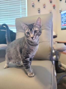 Rescue Tabby Cats for Adoption in Parlier, California - Biscotti | PetCurious