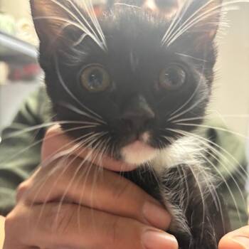 Fox/BALLIE -  Domestic Short Hair Cat Available for Adoption in Yuma, Arizona - Fox/BALLIE | PetCurious