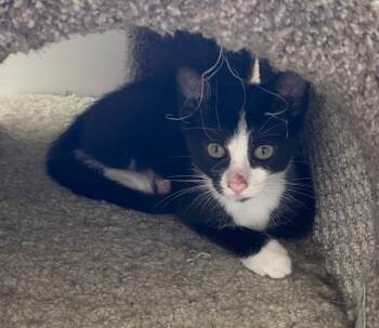 Robin -  Domestic Short Hair Cat for Adoption in Cumming, Georgia - Robin | PetCurious