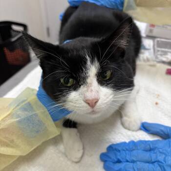 Laser -  Domestic Short Hair Cat for Adoption in Evanston, Illinois - Laser | PetCurious