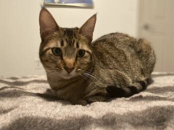 Rescue Domestic Short Hair Cats for Adoption in Dallas, Texas - Ziggy (CP) | PetCurious
