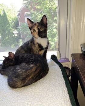 Jenny -  Domestic Medium Hair Cat for Adoption in Nashville, Tennessee - Jenny | PetCurious