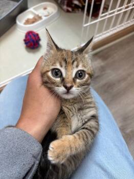 Brienne -  Domestic Short Hair Cat for Adoption in Valley Park, Oklahoma - Brienne | PetCurious