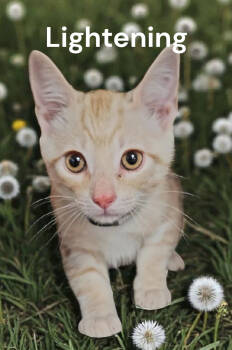 Rescue Tabby Cats for Adoption in Weems, Virginia - Lightening | PetCurious