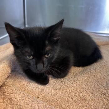 Coldbrew -  Domestic Short Hair Cat for Adoption in Roxboro, North Carolina - Coldbrew | PetCurious