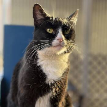 Rescue Domestic Short Hair Cats for Adoption in Tucson, Arizona - Jane Bond | PetCurious