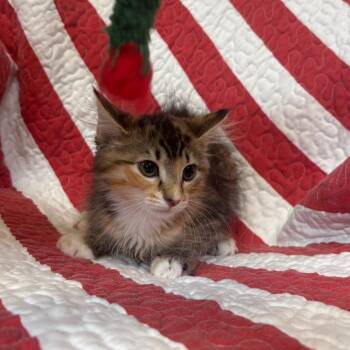 Athena -  Domestic Short Hair Cat for Adoption in Columbus, North Carolina - Athena | PetCurious