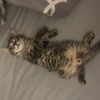 Tabby Cats Available for Adoption in Wyandotte, Michigan - Goku | PetCurious