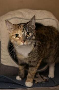 Rescue Domestic Short Hair Cats for Adoption in Cumming, Georgia - Blanket 1607-25 | PetCurious