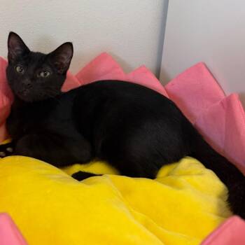 Nick -  Domestic Medium Hair Cat for Adoption in Floresville, Texas - Nick | PetCurious