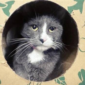 Kitty Purry -  Domestic Short Hair Cat for Adoption in Brentwood, Missouri - Kitty Purry | PetCurious