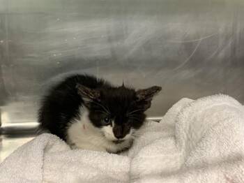 SPARROW -  Domestic Short Hair Cat for Adoption in Grand Prairie, Texas - SPARROW | PetCurious