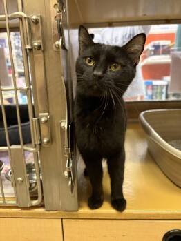 Domestic Short Hair Cats Available for Adoption in Yardley, Pennsylvania - Lexi | PetCurious
