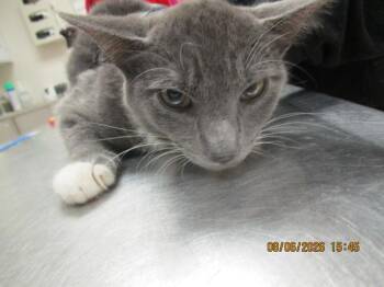 Gill (600) -  Domestic Short Hair Cat for Adoption in Marietta, Georgia - Gill (600) | PetCurious