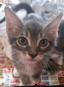 Tom -  Domestic Short Hair Cat for Adoption in Morristown, New Jersey - Tom | PetCurious