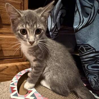 Mouse -  Domestic Short Hair Cat for Adoption in Springfield, Illinois - Mouse | PetCurious