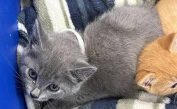 Domestic Short Hair Cats Available for Adoption in Lawrenceville, Georgia - Kd5 | PetCurious