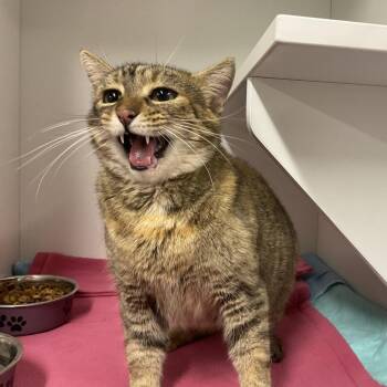 Kitty -  Domestic Short Hair Cat for Adoption in Saint Joseph, Missouri - Kitty | PetCurious