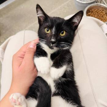Chamois -  Domestic Short Hair Cat for Adoption in Los Angeles, California - Chamois | PetCurious