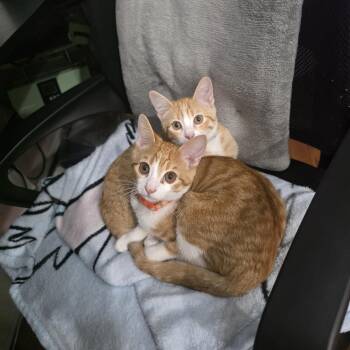 Simba -  Domestic Short Hair Cat for Adoption in Odenton, Maryland - Simba | PetCurious