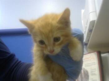 Domestic Short Hair Cats Available for Adoption in Albuquerque, New Mexico - FLAME | PetCurious