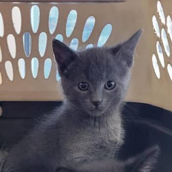 Baxter -  Domestic Short Hair Cat for Adoption in Grand Island, Nebraska - Baxter | PetCurious