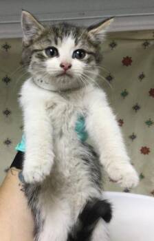 MAGGIE -  Domestic Short Hair Cat for Adoption in Riverside, California - MAGGIE | PetCurious