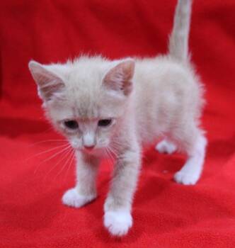 Domestic Short Hair Cats Available for Adoption in Vacaville, California - Artemis | PetCurious