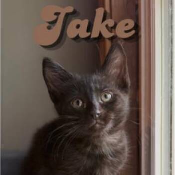 Jake -  Domestic Short Hair Cat Available for Adoption in Cumming, Georgia - Jake | PetCurious