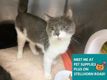 FLUFFY -  Domestic Short Hair Cat Available for Adoption in Fort Wayne, Indiana - FLUFFY | PetCurious