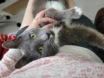 Dexter -  Domestic Short Hair Cat for Adoption in Nashville, Tennessee - Dexter | PetCurious