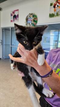 Willow -  Domestic Short Hair Cat for Adoption in Bossier City, Louisiana - Willow | PetCurious