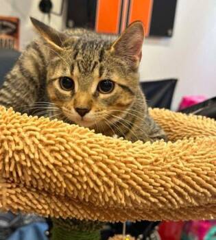 Lyle -  Domestic Short Hair Cat for Adoption in Mississauga, Ontario - Lyle | PetCurious