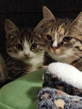 Domestic Short Hair Cats Available for Adoption - Shambala And Pandora (Sisters) | PetCurious