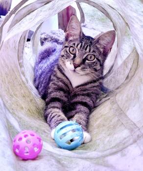 Tabby and Domestic Short Hair Cats Available for Adoption - Brrrr Purr | PetCurious