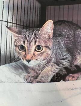 Tabby Cats Available for Adoption - Glaze | PetCurious