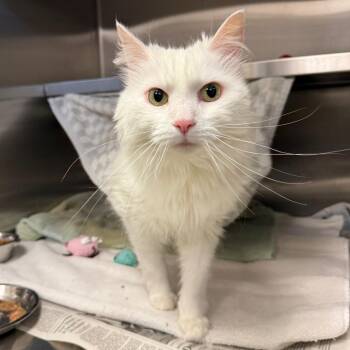Murphy -  Domestic Short Hair Cat for Adoption in Pittsburgh, Pennsylvania - Murphy | PetCurious