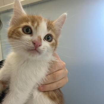 Carmelo (Reuse) -  Domestic Short Hair Cat for Adoption in Goleta, California - Carmelo (Reuse) | PetCurious