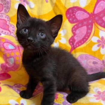 Domestic Short Hair Cats Available for Adoption in Mount Pleasant, South Carolina - Duck | PetCurious