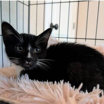 Mochi -  Domestic Short Hair Cat Available for Adoption in Gun Barrel City, Texas - Mochi | PetCurious