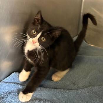 IVHS-Stray-139975 -  Domestic Short Hair Cat for Adoption in San Gabriel, California - IVHS-Stray-139975 | PetCurious