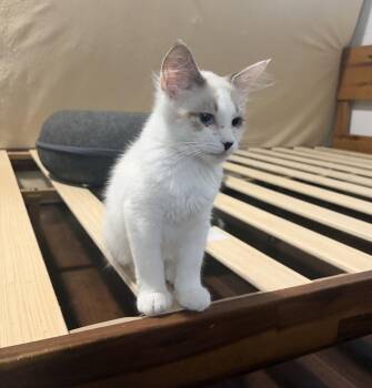 Hot Pocket -  Domestic Medium Hair and Ragdoll Cat for Adoption in Virginia Beach, Virginia - Hot Pocket | PetCurious