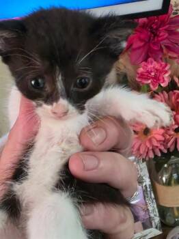 BEIGNET -  Domestic Short Hair Cat for Adoption in Palmetto, Florida - BEIGNET | PetCurious